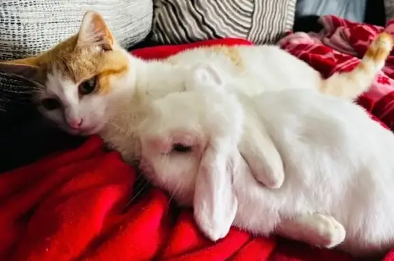 Animaux perdus , photo: Chat roux et blanc perdu à Salignac