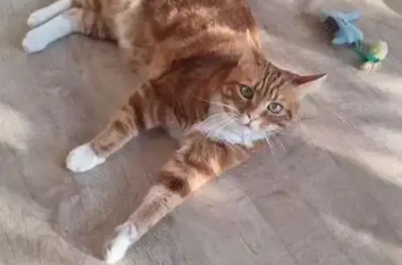 Chat roux perdu au Chesnay-Rocquencourt - photo