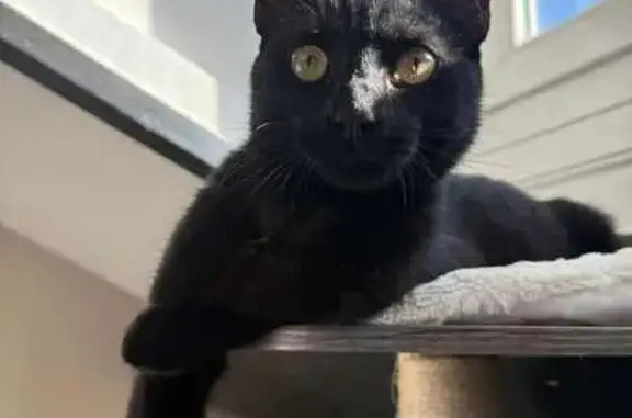 Chat perdu, , photo: Chat noir perdu à Vénissieux, 29 oct.