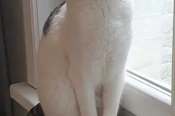 Chat perdu : Filou, mâle élancé, Amiens - photo