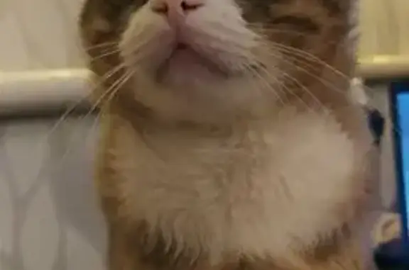 Зникла кішка, Чернівці