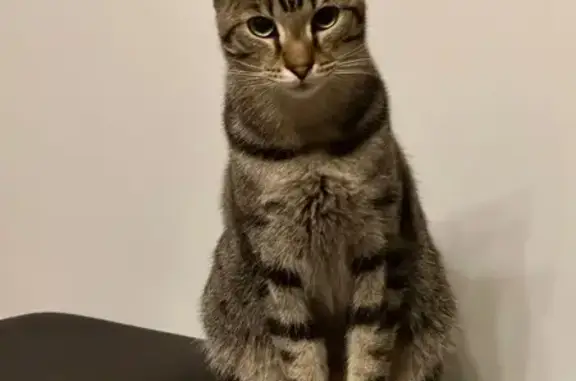 Chat perdu, Lille, photo: Chat disparu Garçon, Lille (fl572302)