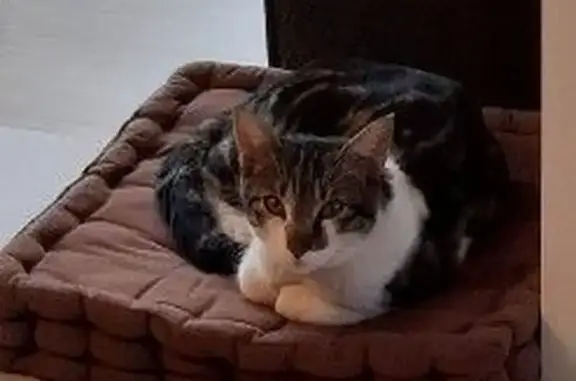 Animaux trouvés Auriol, photo: Chat trouvé Garçon, Auriol (ff572304)
