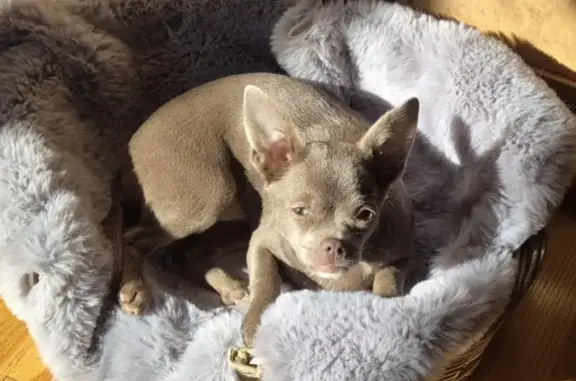 Chien disparu Fille, Tourcoing (fl572309) - photo