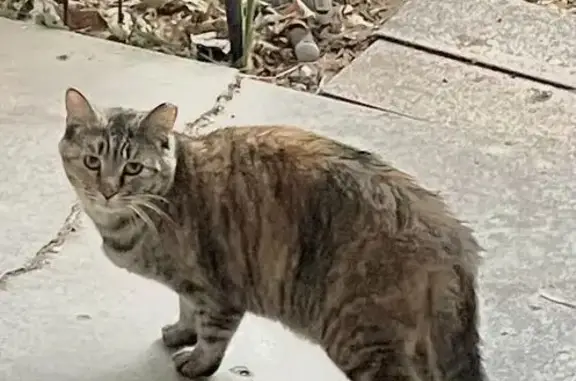 Found pets Windsor Heights, photo: Shy Cat Found on Sunrise Blvd, Windsor