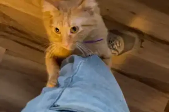 Lost cat, East Providence