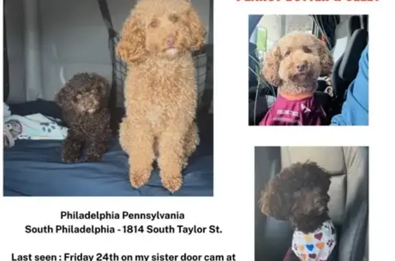 Lost dog, Philadelphia