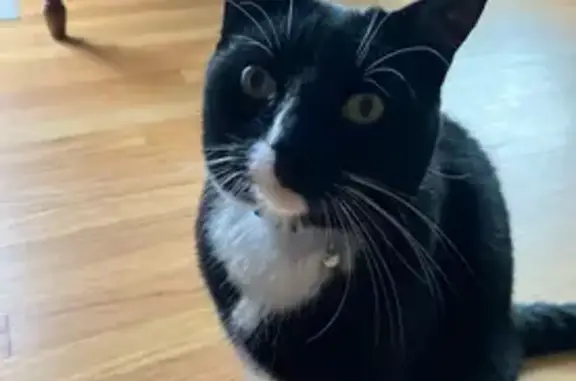 Missing cat Avon-by-the-Sea, photo: Lost cat, Avon-by-the-Sea