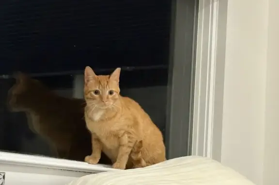 Lost pets New York, photo: Lost cat, New York