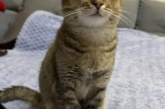 Зникла кішка, Київ