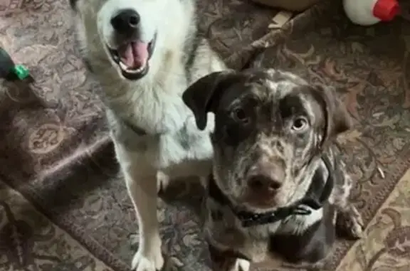 Lost dog, Minnesota Lake