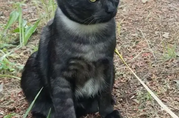 Animaux trouvés Grasse, photo: Chat trouvé Fille, Grasse (ff572315)