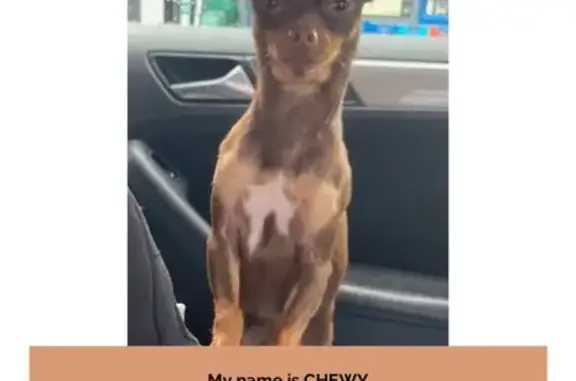 Lost dog, West Palm Beach