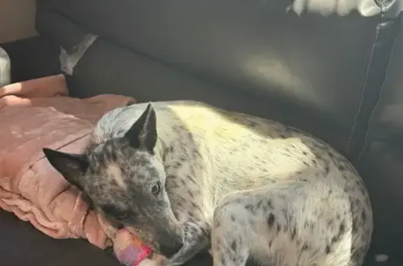 Missing dog Byron, photo: Lost dog, Byron