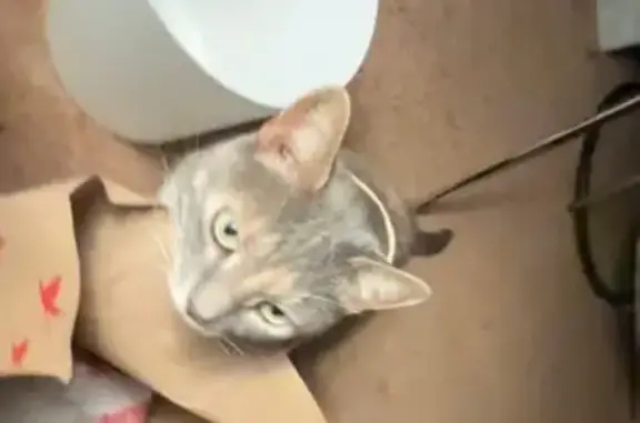 Missing cat Chesapeake Beach, photo: Lost cat, Chesapeake Beach