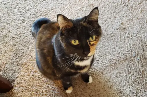 Missing cat Albany, photo: Lost Tortoiseshell Cat Needs Meds - Albany