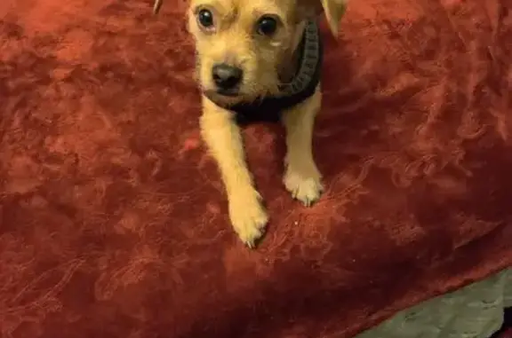 Lost Tan & White Dog in Atlanta Area