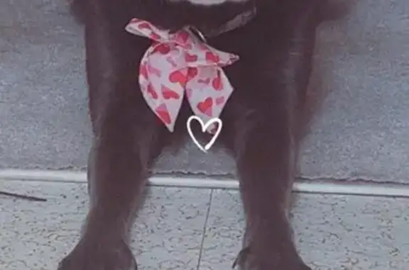 Lost Grey Dog in Dayton - Help Needed!