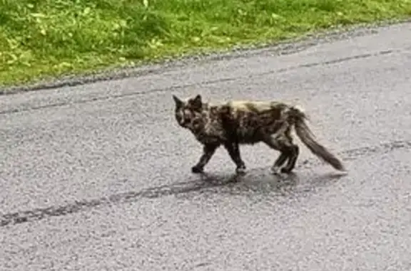 Chat écaille tortue trouvé, aide urgente requise - photo