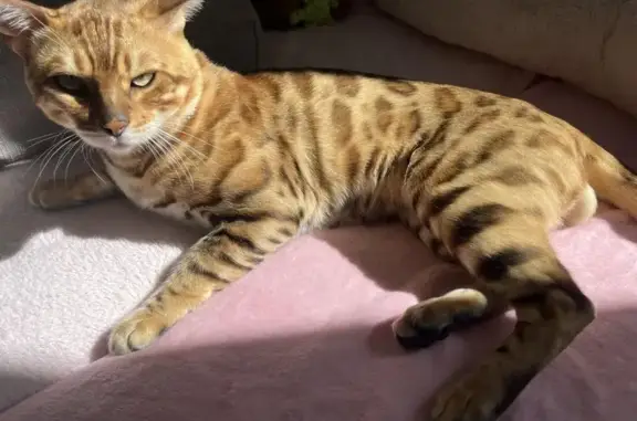 Зник бенгальський кіт у Боярці: допоможіть!