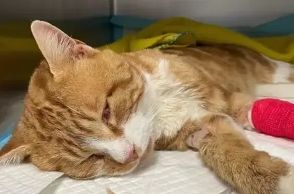 Animaux trouvés , photo: Chat roux-blanc décédé, soins Orbec