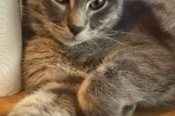 Chat perdu : Gris rayé blanc, blessé hanche - photo