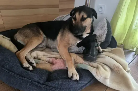 Chien perdu Nanterre, photo : Chien perdu, Berger Créole tricolore, Nanterre