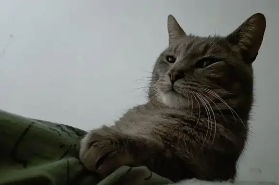 Chat perdu, Plonévez-Porzay, photo: Chat perdu à Plonévez-Porzay