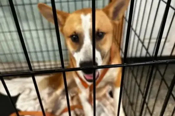 Found dog Munford, photo: Sweet Found Dog on Beaver Road, Munford