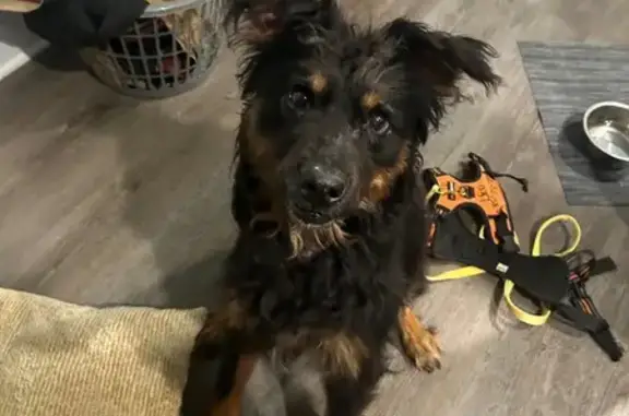 Found dog Biloxi, photo: Found: Black & Tan Dog on Old Hwy 67