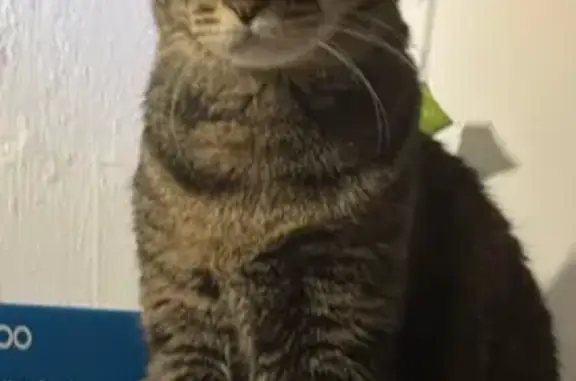 Lost Cat: Zuma, 14, Bent Tail, Jalan Dua