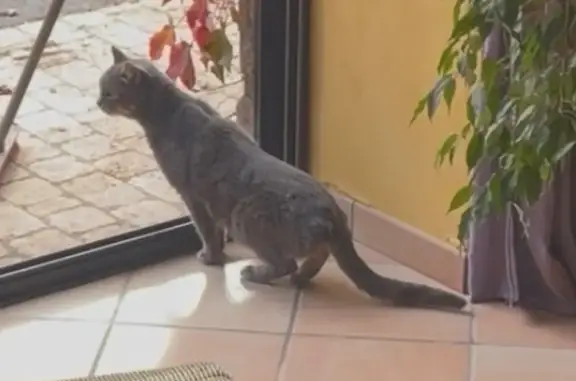 Animaux perdus , photo: Chat tigré gris-blanc perdu à Noyal-Muzillac