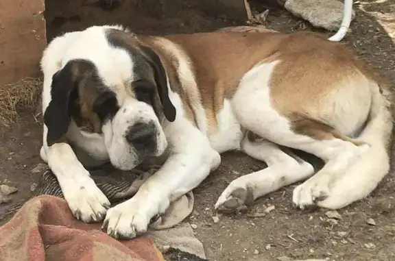 Saint Bernard perdue à Ruffec la nuit - photo