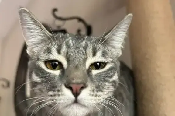 Missing cat Buckeye, photo: Lost Tabby Cat Honey in Buckeye Area