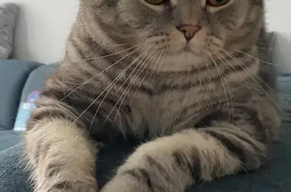 Lost Scottish Fold Cat in Richmond Town