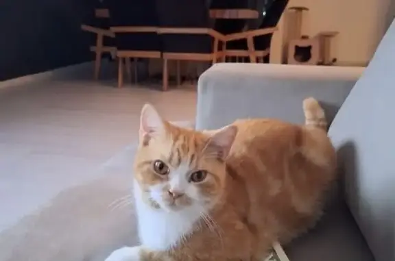 Animales perdidos Puebla, foto: Se Busca: Gato Naranja Perdido en Cholula