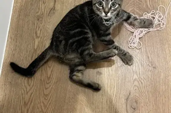 Gato encontrado Sevilla, foto: Gatita Atigrada Perdida en Sevilla: ¡Ayuda!