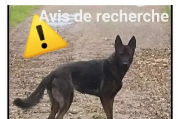 Chienne perdue, noire/marron, peureuse, pucée - photo