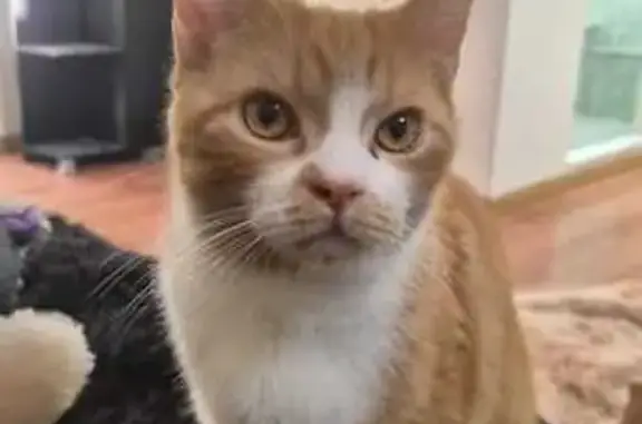 Animales perdidos San Bernardino Tlaxcalancingo, foto: Gato Naranja Perdido en San Bernardino