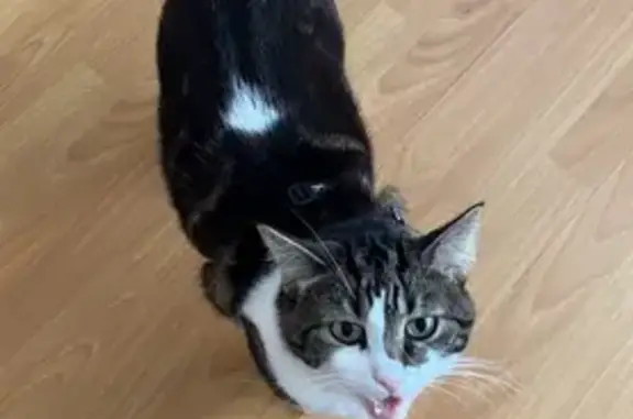 Chatte 5 ans perdue, tache blanche, Strasbourg - photo