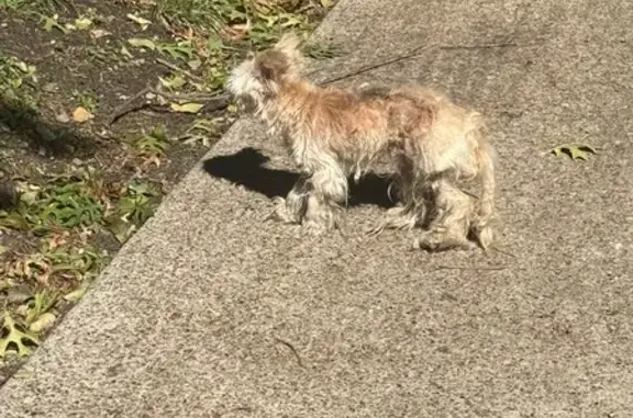 Found pets Dallas, photo: Found: Injured Small Dog on Richard Ave