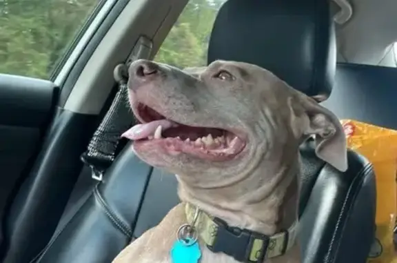 Missing dog West Blocton, photo: Lost Dog: Jada, Brown & White, Microchipped