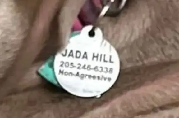 Lost Dog: Brown with White Paws - Reward!