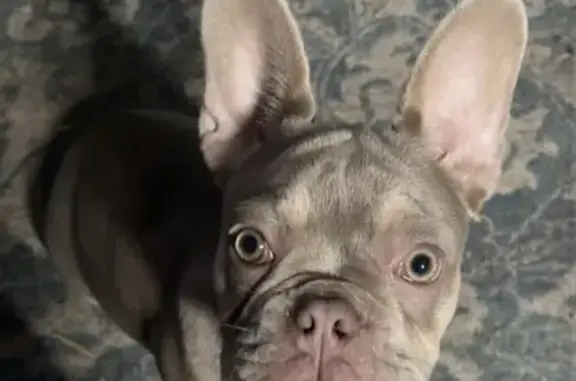 Lost Tan Dog: Yellow Eyes in O...