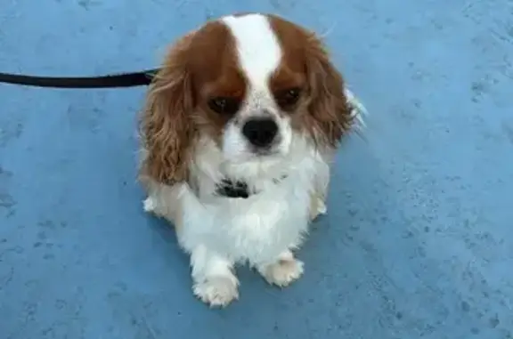 Chien perdu Trans-en-Provence, photo : Chien perdu Cavalier King Charles Trans-en-Provence