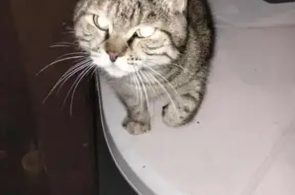 Chat trouvé Saulxures-sur-Moselotte, photo: Jeune chat tigré câlin trouvé à Saulxures