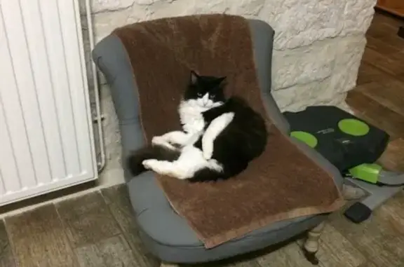 Grand chat noir et blanc perdu à Fontenay - photo
