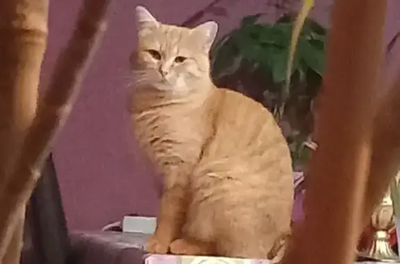Chat roux tigré perdu à Chemillé-en-Anjou - photo