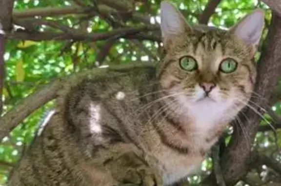 Chatte tigrée perdue à Privas - photo