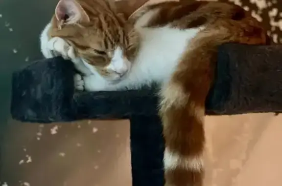 Lost Cat: Ginger & White in Hale Grove